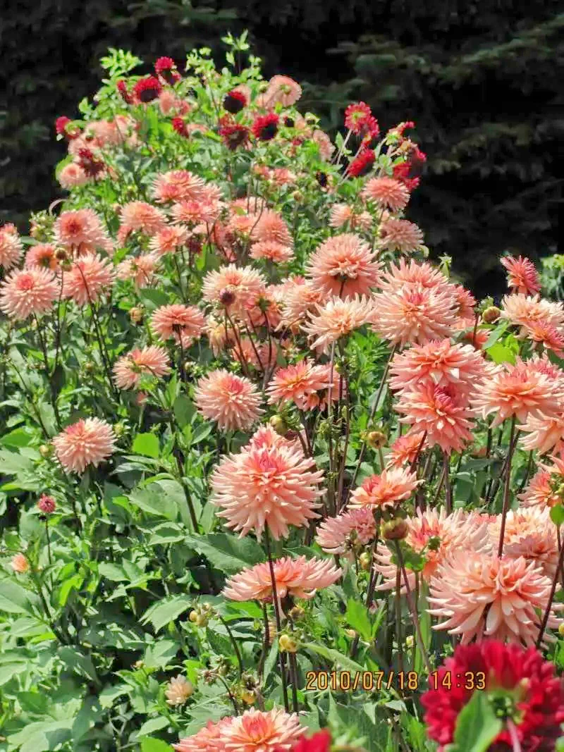 Cazare Praid - Cabana Dalia | Parajd - Dália Vendégház. Imaginea poate fi supusă drepturilor de autor. Se recomandă contactarea titularului drepturilor.