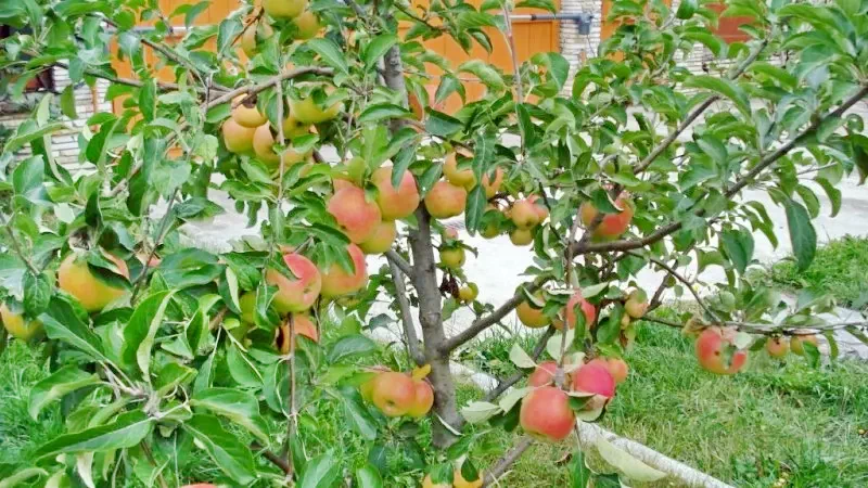 Păuleni-Ciuc Cazare | Pensiune (K0181-7) Imaginea poate fi supusă drepturilor de autor. Se recomandă contactarea titularului drepturilor.