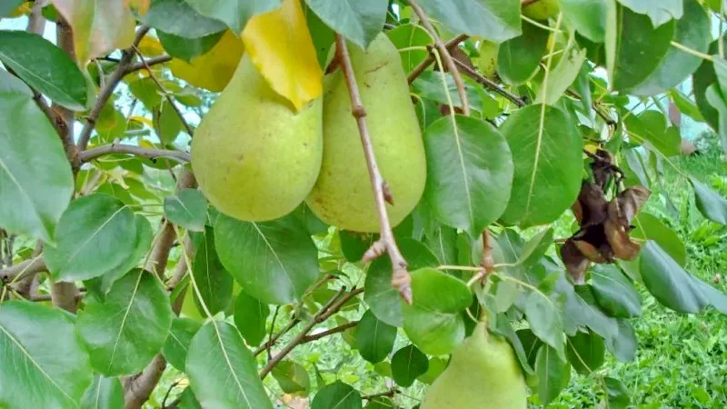 Păuleni-Ciuc Cazare | Pensiune (K0181-34) Imaginea poate fi supusă drepturilor de autor. Se recomandă contactarea titularului drepturilor.