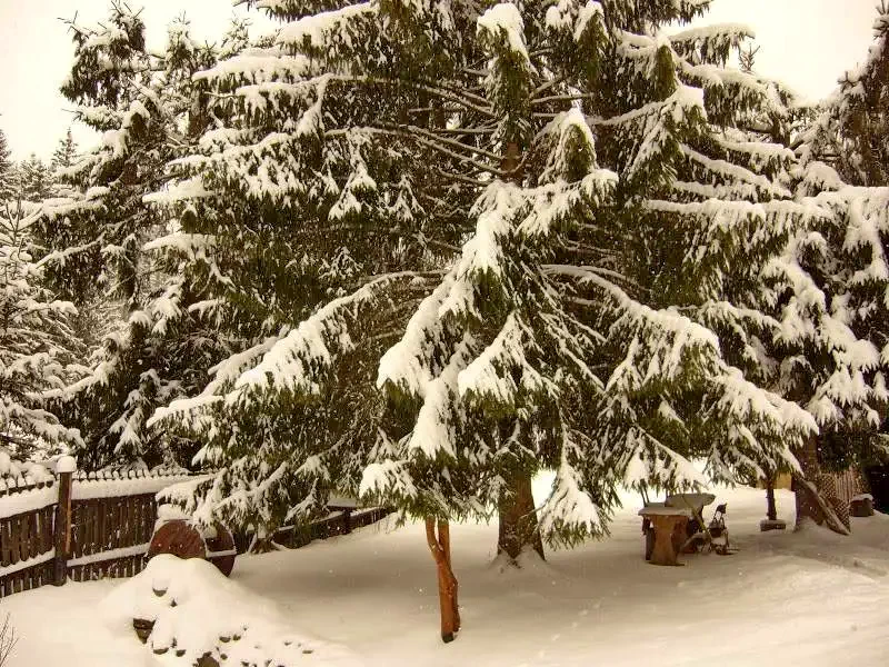 Lacu Roșu Cazare | Cabană (K1242-36) Imaginea poate fi supusă drepturilor de autor. Se recomandă contactarea titularului drepturilor.