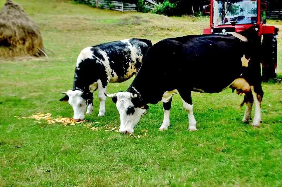 Fehérvölgy Szállás | Panzió (K0030-40) A kép szerzői jogvédelem alatt állhat. Javasolt a kapcsolatfelvétel a jog tulajdonossal.