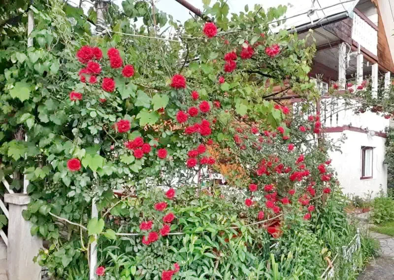 Albac Cazare | Pensiune (K0031-7) Imaginea poate fi supusă drepturilor de autor. Se recomandă contactarea titularului drepturilor.