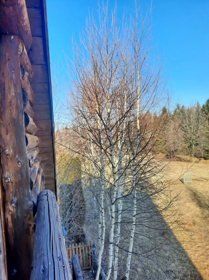 Beliș Cazare | Cabană (K0056-23) Imaginea poate fi supusă drepturilor de autor. Se recomandă contactarea titularului drepturilor.