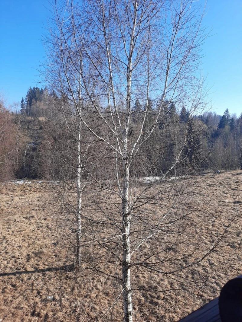 Cazare Beliș - Cabana Belis | Jósikafalva - Belis Kulcsosház. Imaginea poate fi supusă drepturilor de autor. Se recomandă contactarea titularului drepturilor.