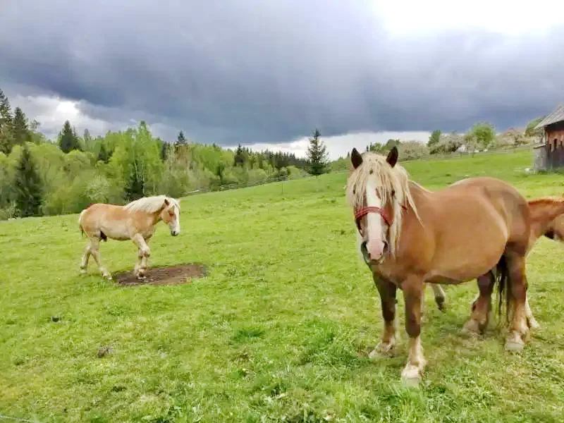 Cazare Beliș - Cabana Belis | Jósikafalva - Belis Kulcsosház. Imaginea poate fi supusă drepturilor de autor. Se recomandă contactarea titularului drepturilor.