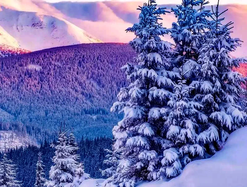 Pasul Bucin Cazare | Pensiune (K1073-43) Imaginea poate fi supusă drepturilor de autor. Se recomandă contactarea titularului drepturilor.