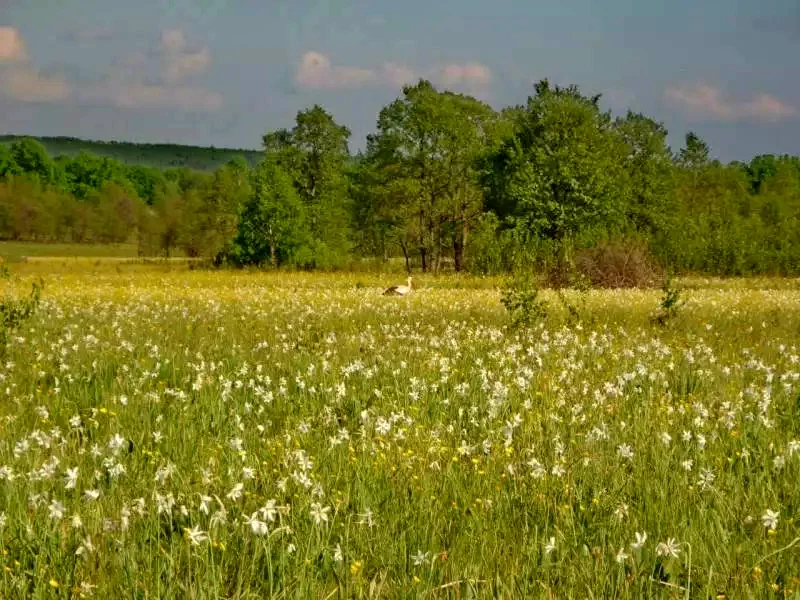 Homoródfürdő Szállás | Panzió (K0121-48) A kép szerzői jogvédelem alatt állhat. Javasolt a kapcsolatfelvétel a jog tulajdonossal.