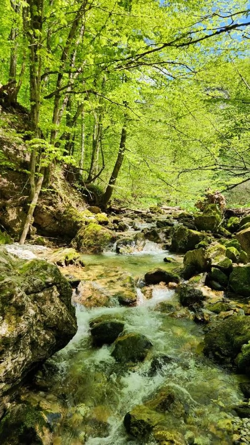 Szállás Valea Boga - Vila Julius** | Boga Völgye - Julius Vila** . A kép szerzői jogvédelem alatt állhat. Javasolt a kapcsolatfelvétel a jog tulajdonossal.