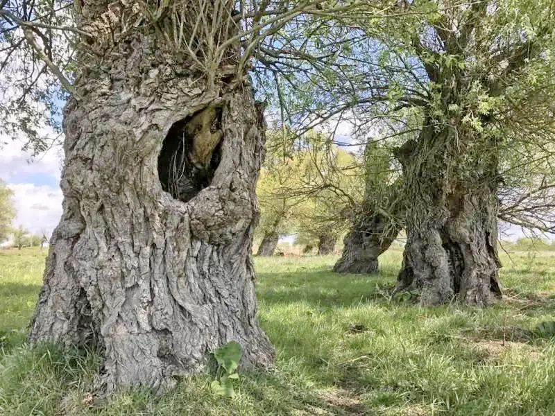 Vulturu Cazare | Motel (K1300-39) Imaginea poate fi supusă drepturilor de autor. Se recomandă contactarea titularului drepturilor.